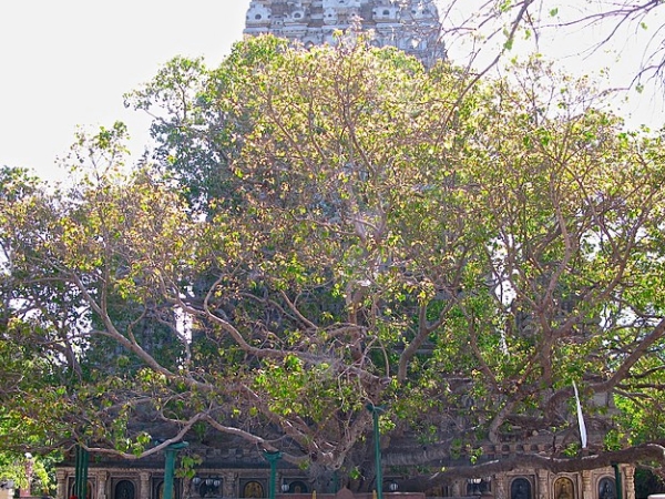 ബോധ്ഗയ