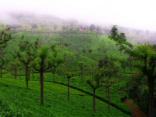 കൂനൂര്