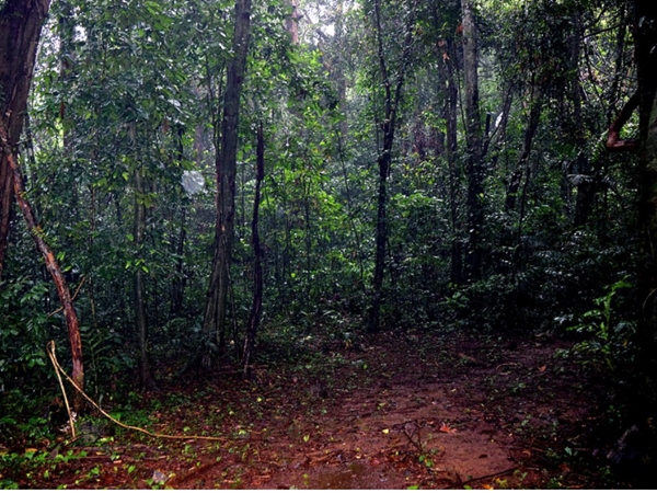 ദൈവാംശമുള്ള മരങ്ങള്