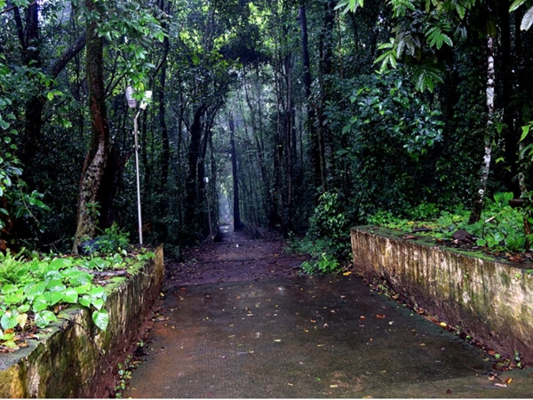 50 ഏക്കര് വനം
