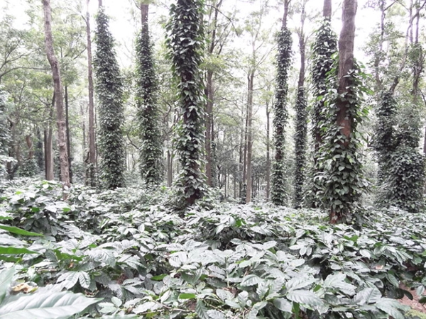 റക്സിഡി എസ്റ്റേറ്റ്