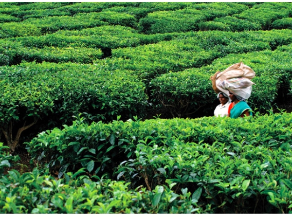 കുട്ടിക്കാനം