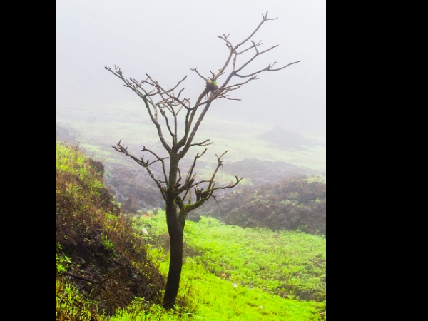 ടൈഗേഴ്സ് ലീപ്
