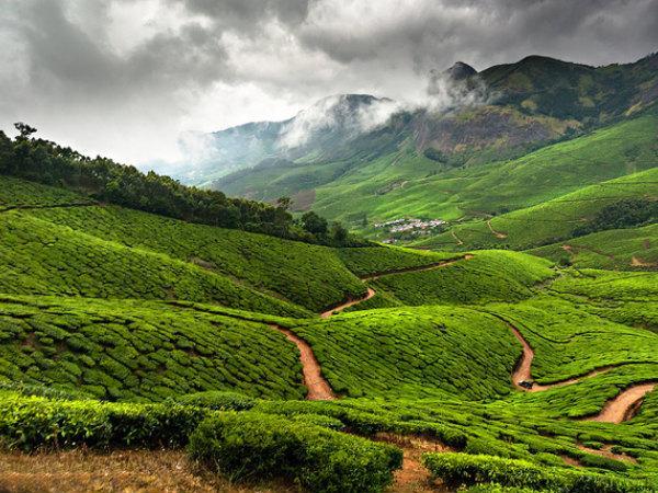 ലോകത്തിലെ ഏറ്റവും ഉയരംകൂടിയ തേയിലത്തോട്ടം