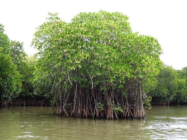 പിച്ചാവരം കണ്ടല്ക്കാടുകള്