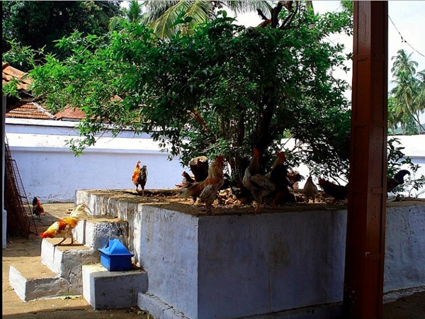 ദേവി പൂവന്കോഴിയുടെ രൂപത്തില് വന്ന ക്ഷേത്രം