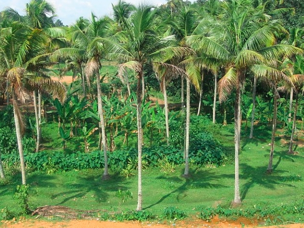 ഓടനാട്