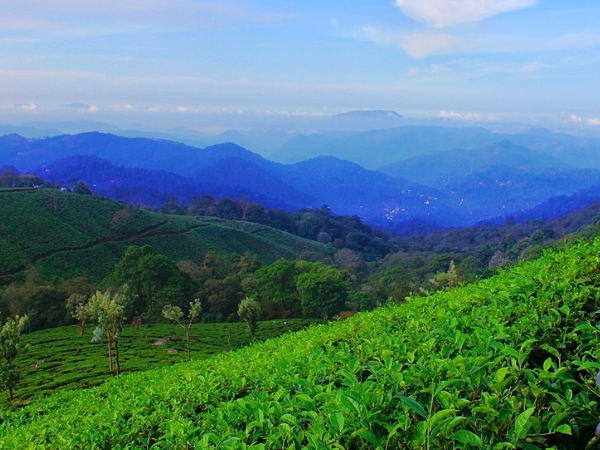 ഇടുക്കിയുടെ സുഗന്ധത്തോട്ടം