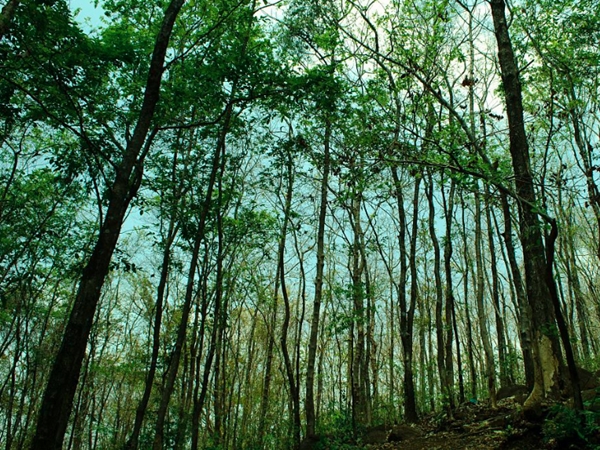 പൊന്നിന്കുരിശു മുത്തപ്പോ...പൊന്മല കയറ്റം