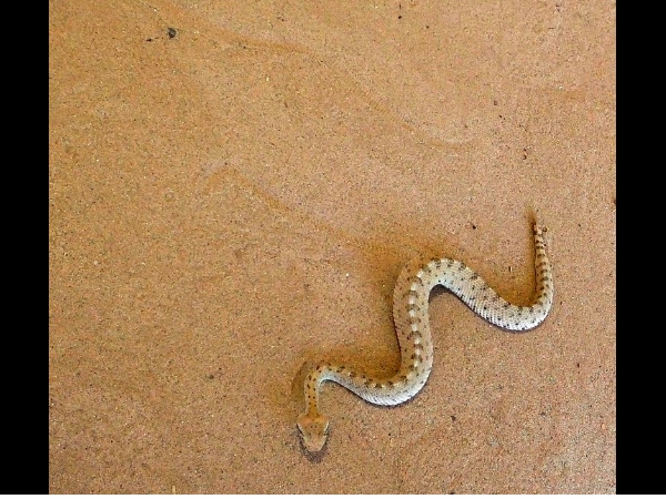 കല്ക്കട്ട സ്നേക് പാര്ക്