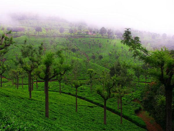 കൂനൂര്