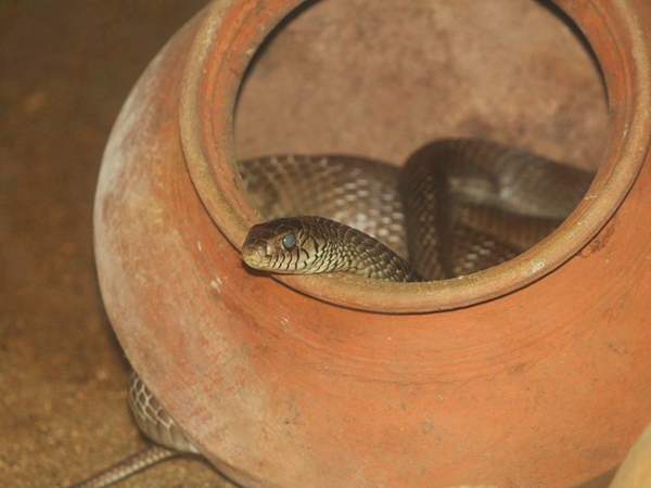 ഗിന്ഡി സ്നേക് പാര്ക് ചെന്നൈ