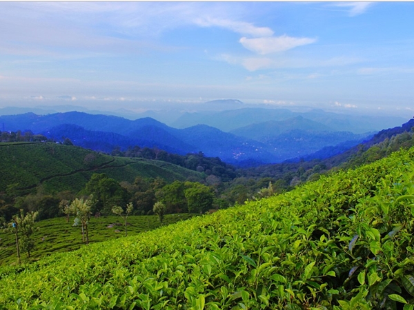 ടീ പ്ലാന്റേഷന് ടൂറുകള്