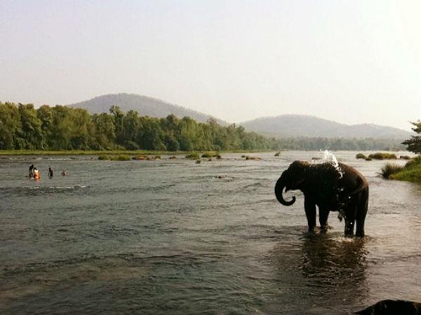 കോടനാട് ആനവളര്ത്തല് കേന്ദ്രം