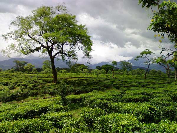 ദുവാർസ്