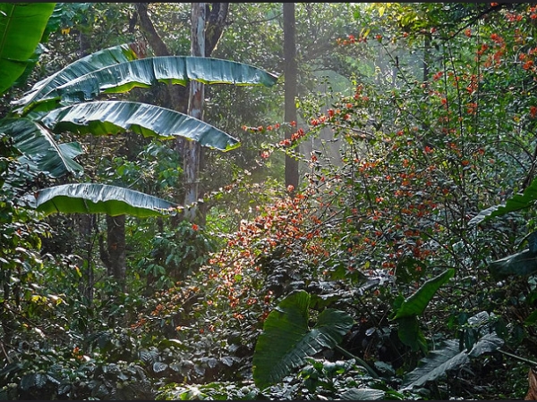 കാപ്പിത്തോട്ടങ്ങള്
