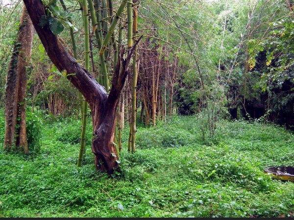 ട്രക്കിങ്