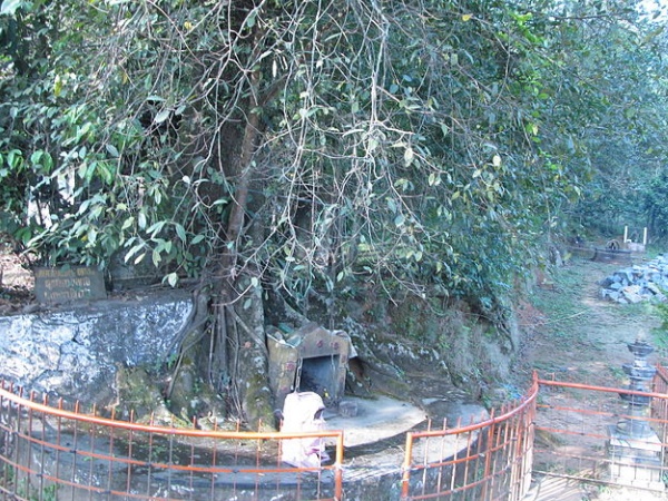 ചങ്ങല മരം