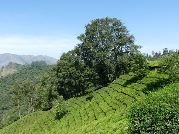 പുല്ലുമേട്