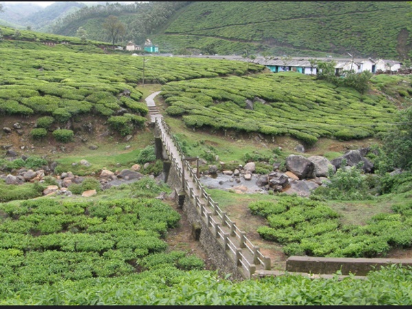 തേയിലത്തോട്ടങ്ങൾ