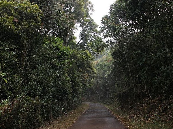 ലോങ് വുഡ് ചോല കാട്