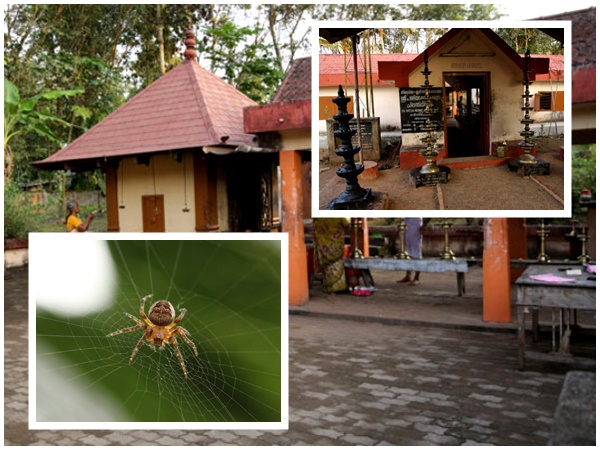 ചിലന്തി വിഷമേറ്റാൽ
