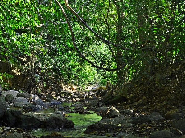 ധോണി, പാലക്കാട്