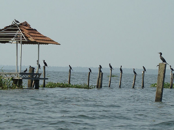 കുമരകം പക്ഷി സങ്കേതം