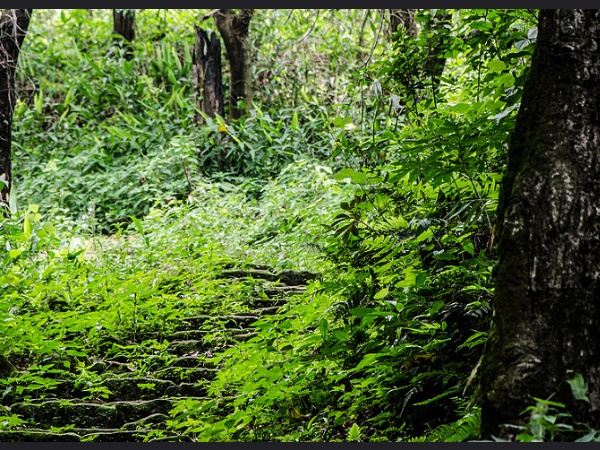 പച്ചപ്പു മൂടുന്ന കാടുകൾ