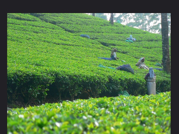 മൂന്നാർ ടീ ട്രയൽസ്
