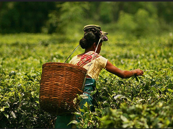 നീലഗിരി ടീ ട്രയൽസ്