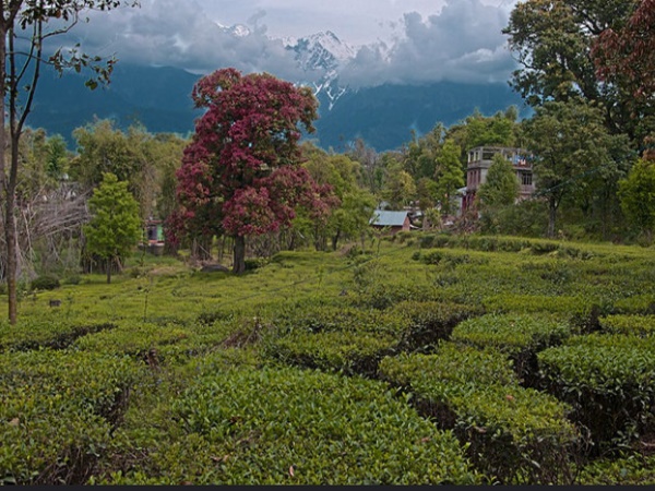 പാലംപൂർ ടീ ട്രയൽ