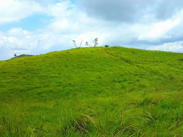 ഉളുപ്പുണി