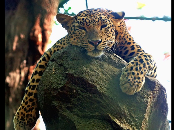 ദിബാംഗ് വന്യജീവി സങ്കേതം