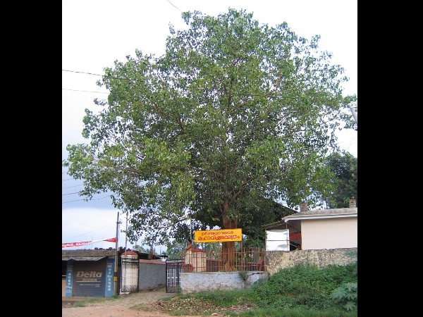 മീനങ്ങാടി മത്സ്യാവതാര മഹാവിഷ്ണുക്ഷേത്രം
