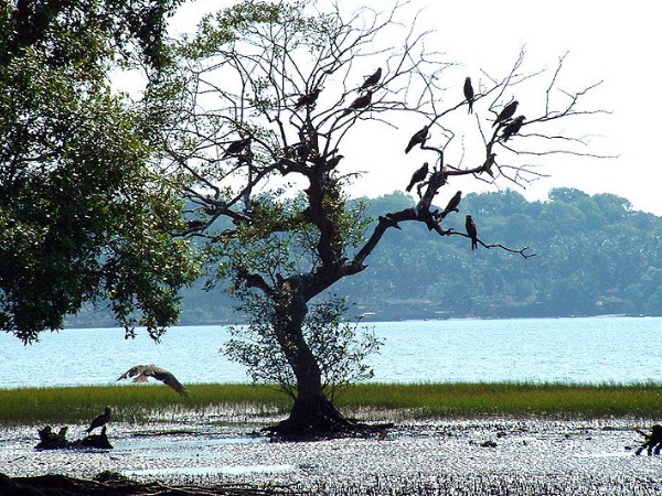 സാലിം അലി പക്ഷി സങ്കേതം