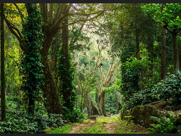 യേർക്കാട്
