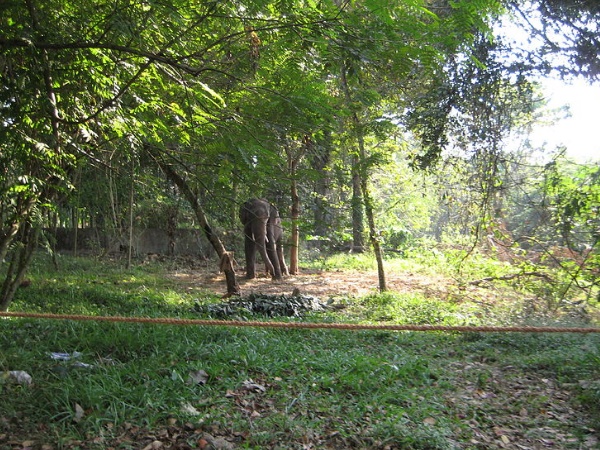 ആനപ്പുറത്തേറി ഒരു കിടിലൻ സഫാരി