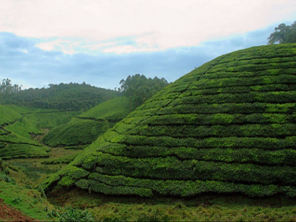 ഡാർജലിങ്