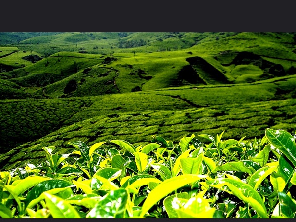 ജോർഹട്ട്, ആസാം