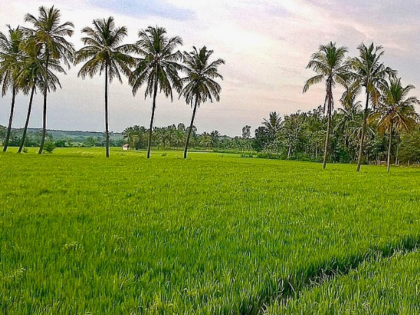 ദാവൺഗരെ എന്നാൽ