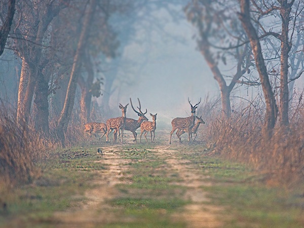 ദുധ്വ