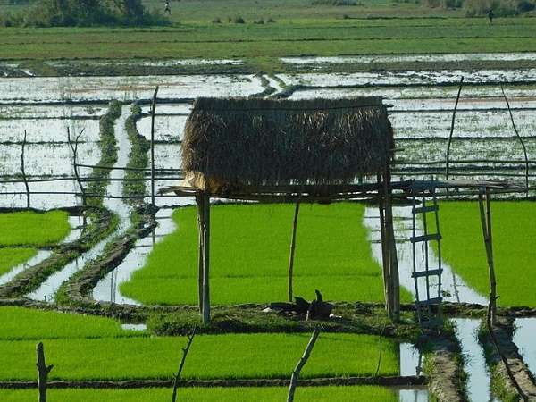 ജോർഹട്ടിൽ കാണുവാൻ