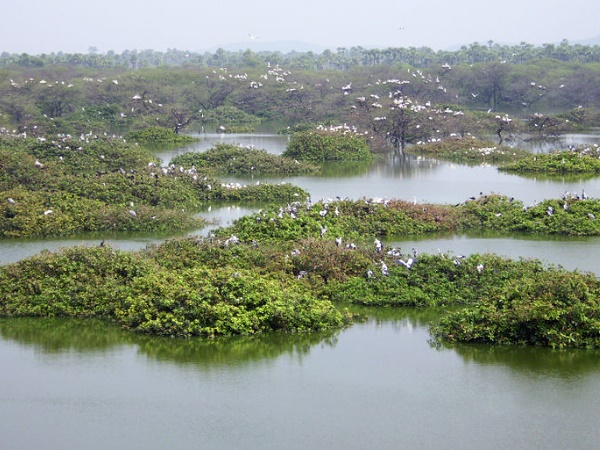 വേടന്താങ്കൽ പക്ഷി സങ്കേതം