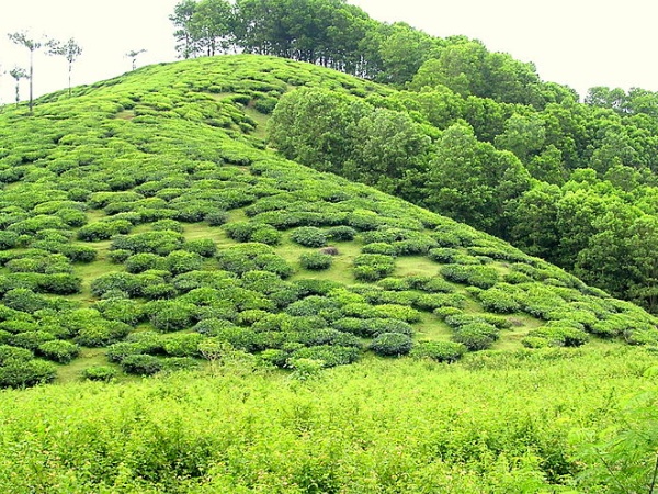 വാക്കോടൻ സിറ്റി
