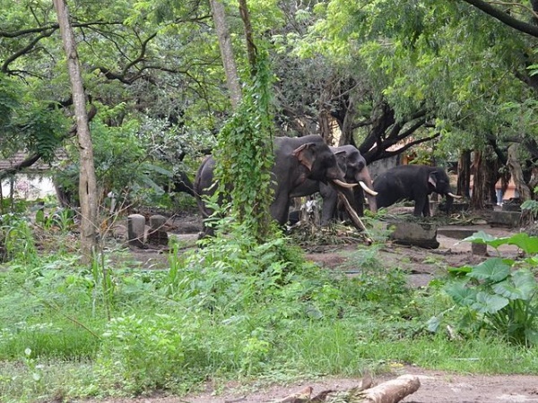 ആനകൾക്കു സ്പെഷ്യൽ സ്പാ