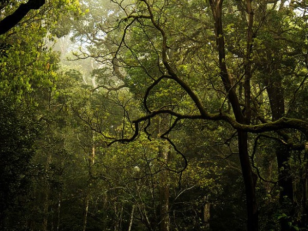 പറമ്പിക്കുളം വന്യജീവി സങ്കേതം