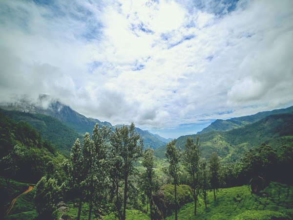 മൂന്നാറിലെ തേയിലത്തോട്ടങ്ങൾ