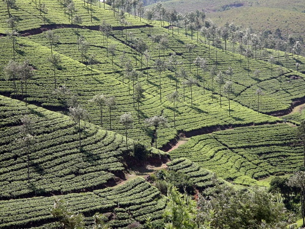 തൊമ്മന് സിറ്റി
