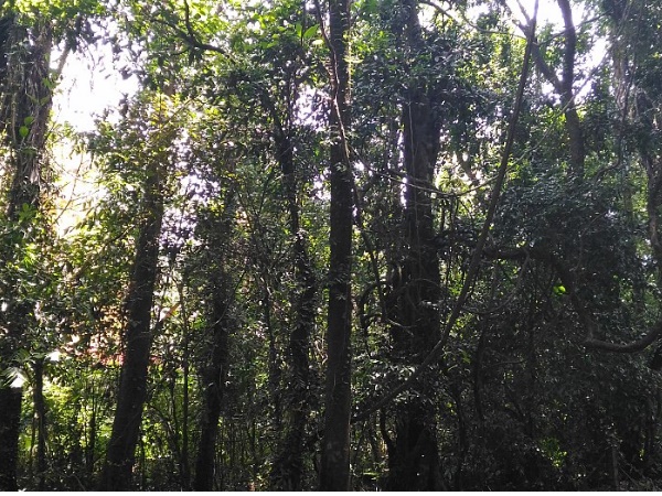 മന്നംപുറത്തു കാവ്